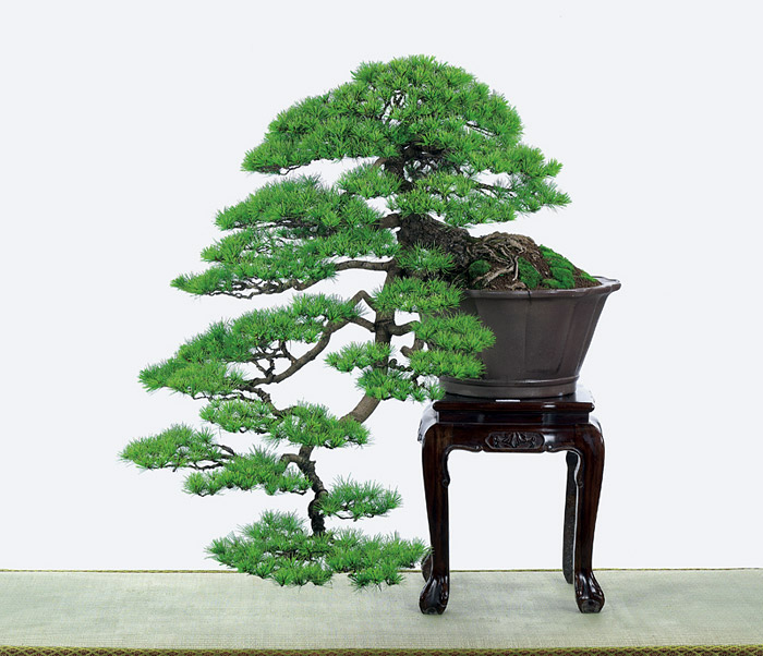 Selecting the Right Bonsai for Your Home