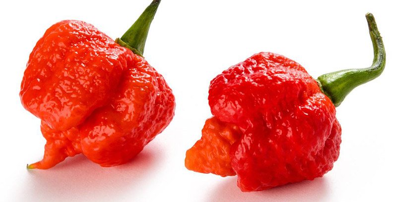 Top 10 Hottest Peppers in The World 2016