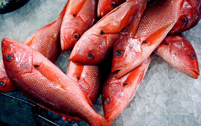 What You Need to Know About Mercury in Fish