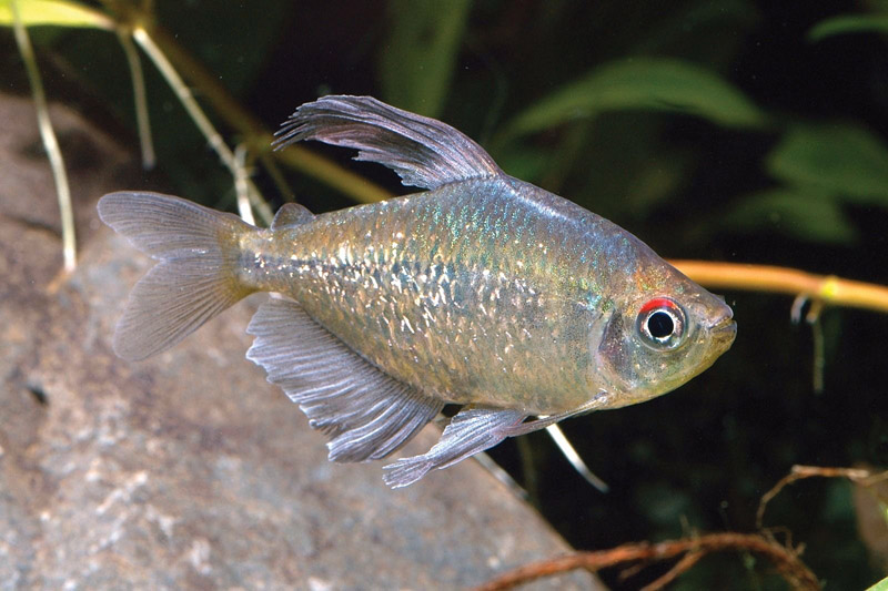 Tetra Fish Info: 5 Most Popular Tetra Fish Types