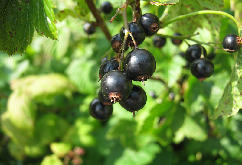 Black Currants Nutritional Facts - Vitamin C Bombs