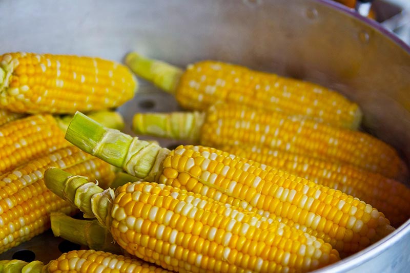 Corn Health Benefits