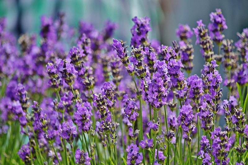 Gardening Guide to Fresh Herbs Year-Round