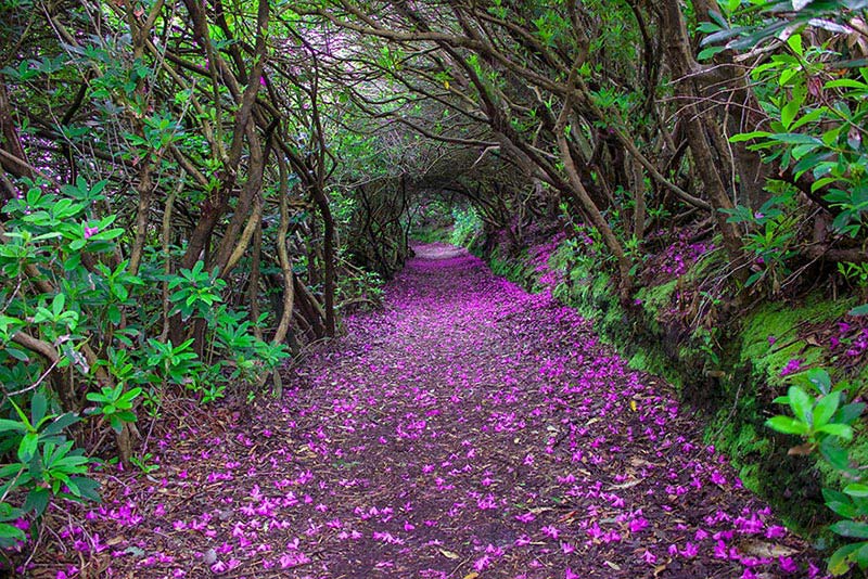 Magical Paths Begging To Be Walked