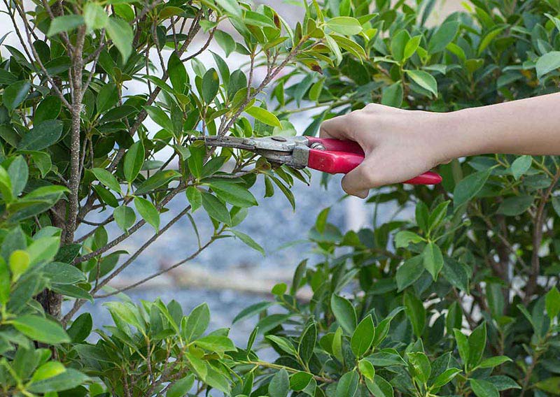 Pruning a Tree and Garden Shrubs