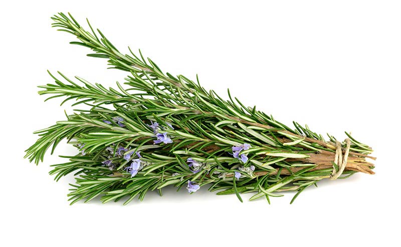 Rosemary Magic! Five Easy Ways that Rosemary Can Improve Your Well-being