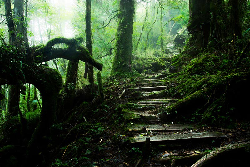 Taiping Mountain Path in Taiwan