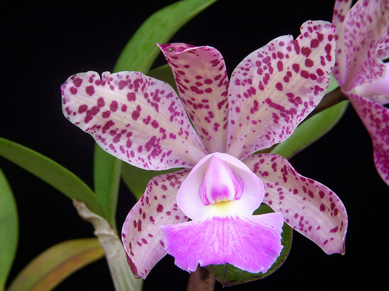 The Total Guide To Growing Beautiful Orchids