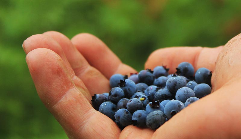 Anti Aging Effects of Blueberries