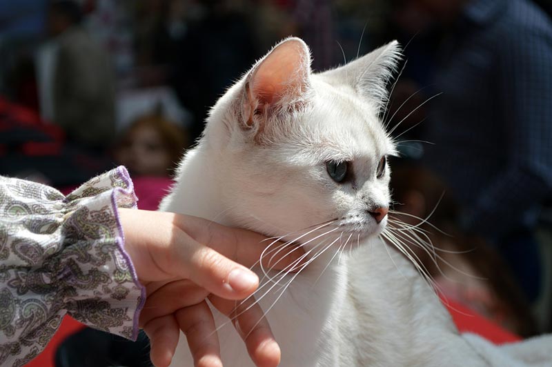 Where Your Cat Wants to Be Petted, According to Science
