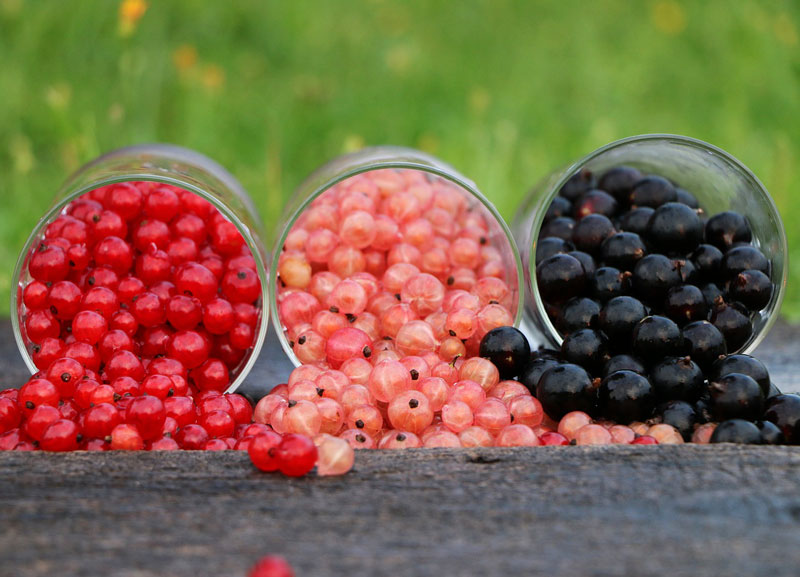For Perennial Fruit Gardens, Berries Are the Way to Grow