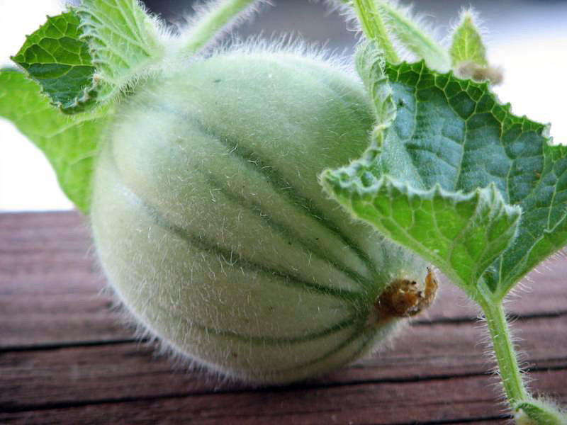 Gardening Guide - How To Grow Cantaloupe 
