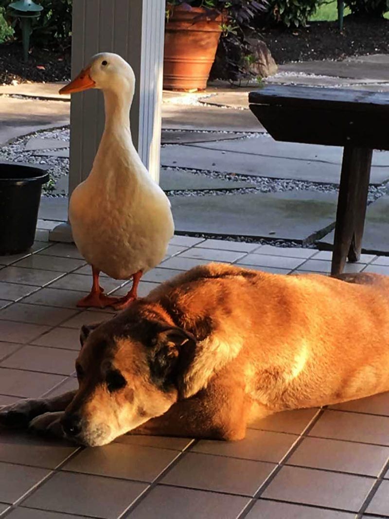 Duck cheers up dog who was depressed for two years after his best friend died