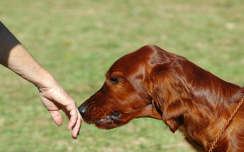 6 Medical Conditions that Dogs Can Sniff Out