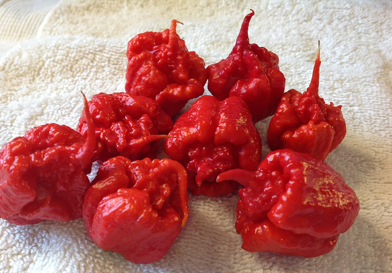 Top 10 Hottest Peppers in The World 2016