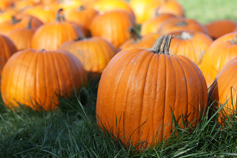 Pumpkin 8 Impressive Health Benefits