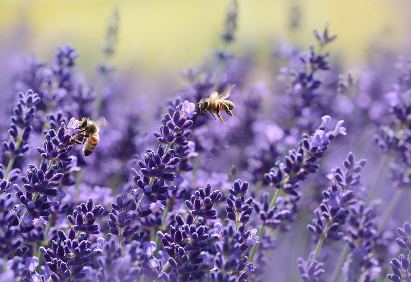 Natural Bug Repellents - Plants to Help Keep Bugs at Bay