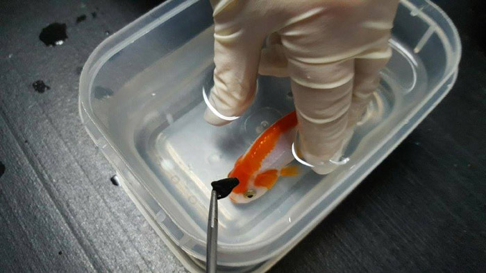 Brisbane woman pays $500 to save her $12 goldfish