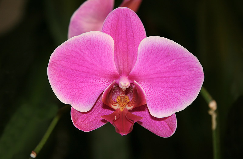 The Total Guide To Growing Beautiful Orchids