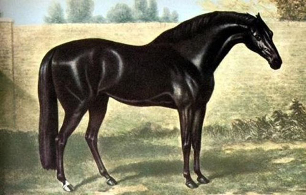 Top 10 Most Famous Horses In The History