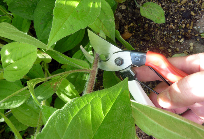 Gardening Tools Every Gardener Should Have 