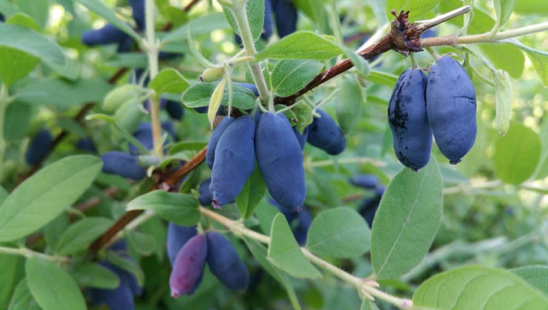 For Perennial Fruit Gardens, Berries Are the Way to Grow