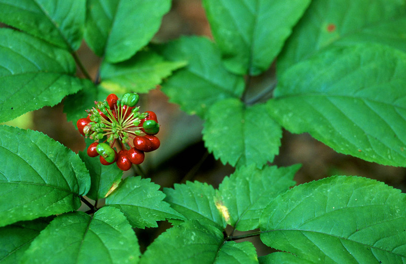 Amazing Health Benefits of Ginseng