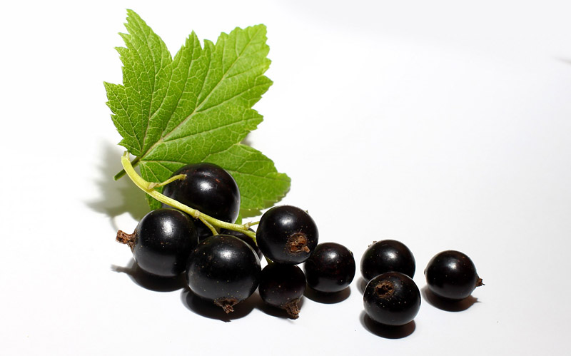 Black Currants Nutritional Facts - Vitamin C Bombs