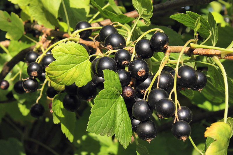 Black Currants Nutritional Facts - Vitamin C Bombs