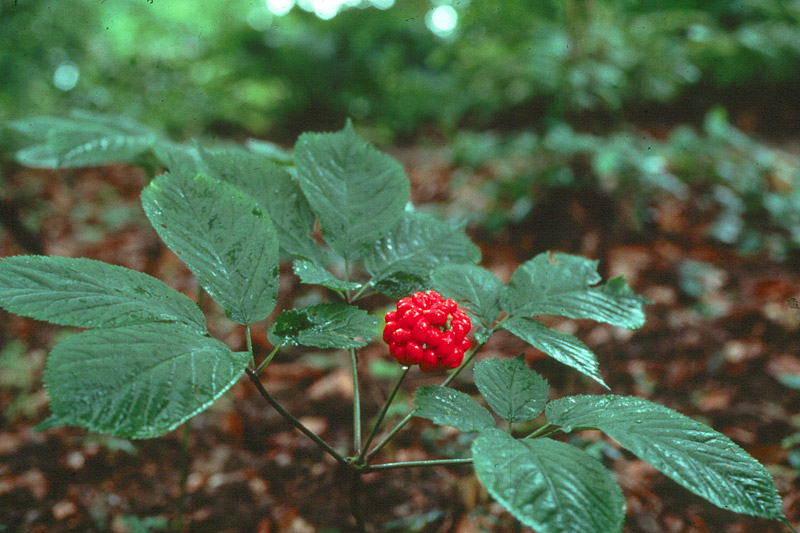 Amazing Health Benefits of Ginseng