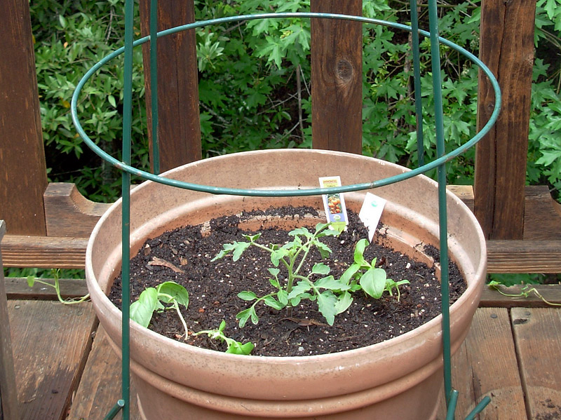 How to Start Your Tomato Container Garden