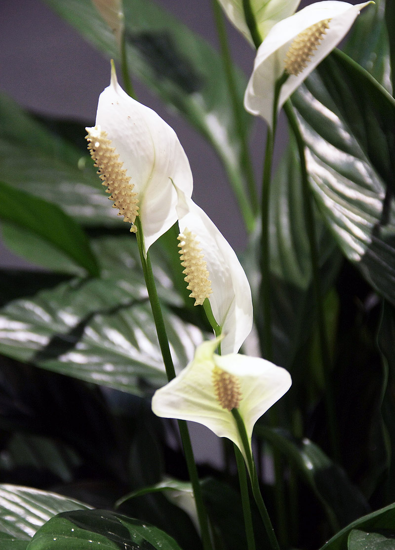 Easy Houseplants - How to Care for Peace Lily