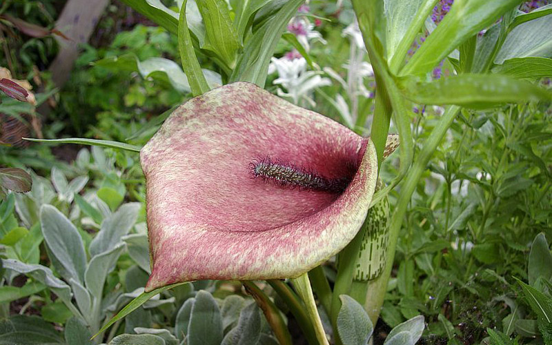 The Worst Smelling Flowers in The World