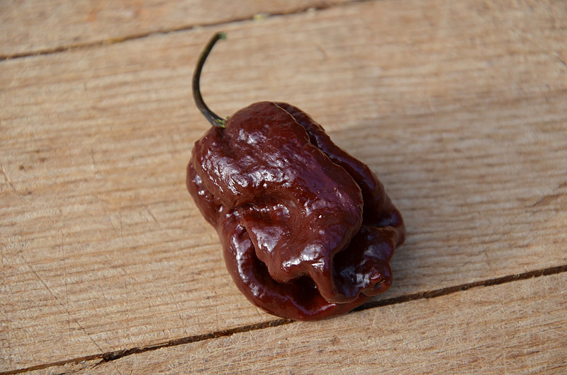 Top 10 Hottest Peppers in The World 2016