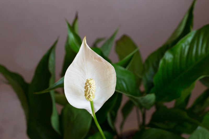 Easy Houseplants - How to Care for Peace Lily