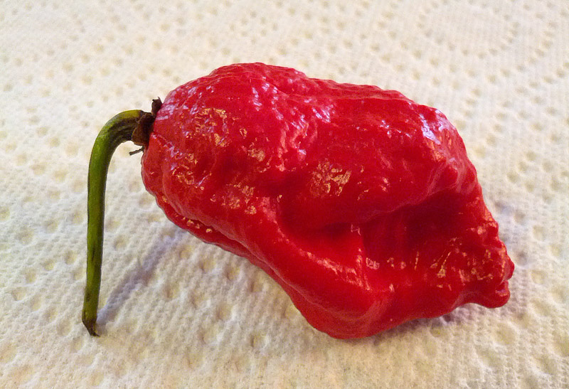 Top 10 Hottest Peppers in The World 2016