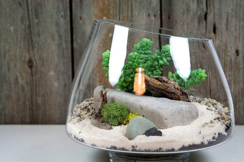 How to Start Your Own Trouble Free Terrarium