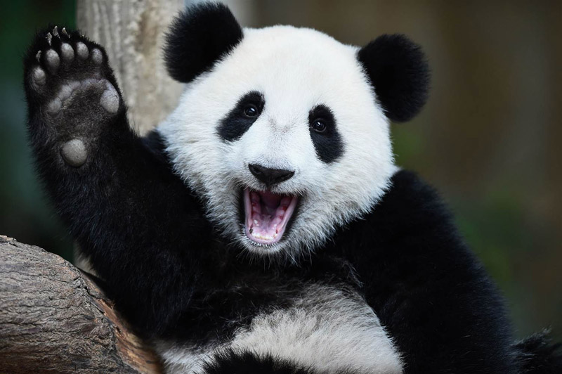 Giant Panda No Longer Endangered