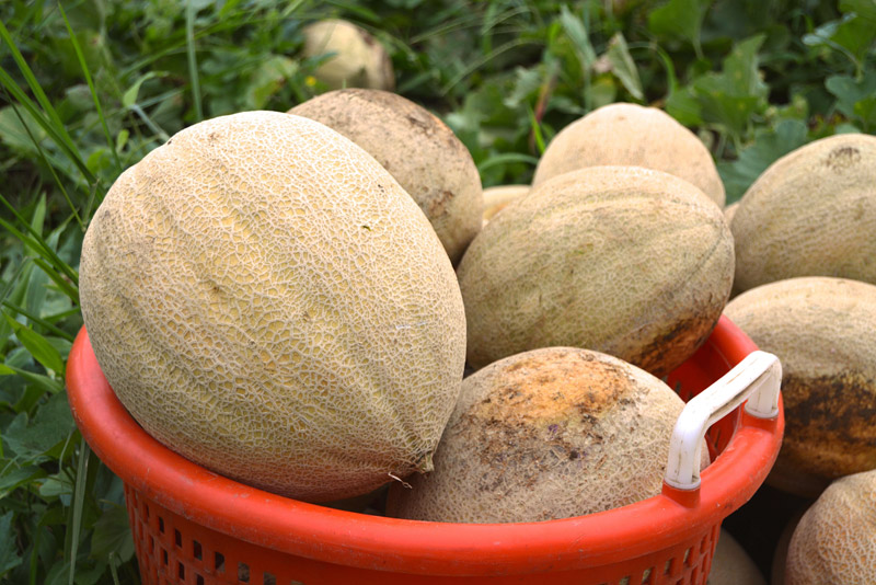 Gardening Guide - How To Grow Cantaloupe 