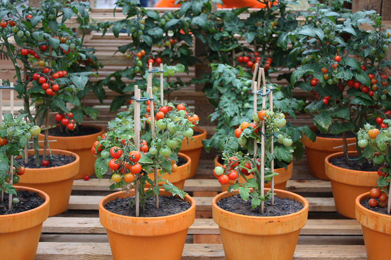 How to Start Your Tomato Container Garden