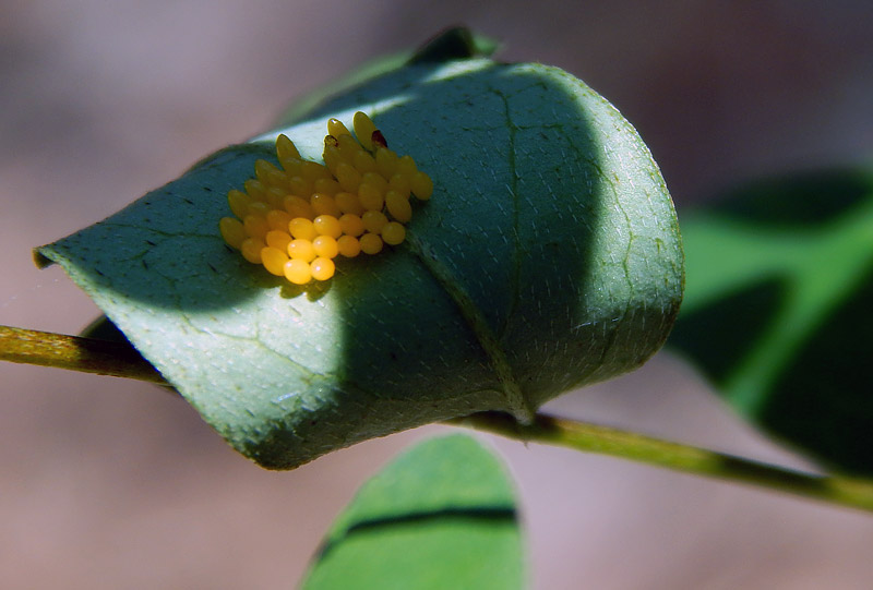 5 Beneficial Garden Insects and How to Attract Them