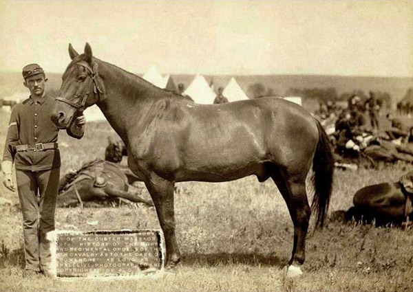 Top 10 Most Famous Horses In The History