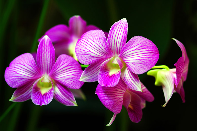 The Total Guide To Growing Beautiful Orchids