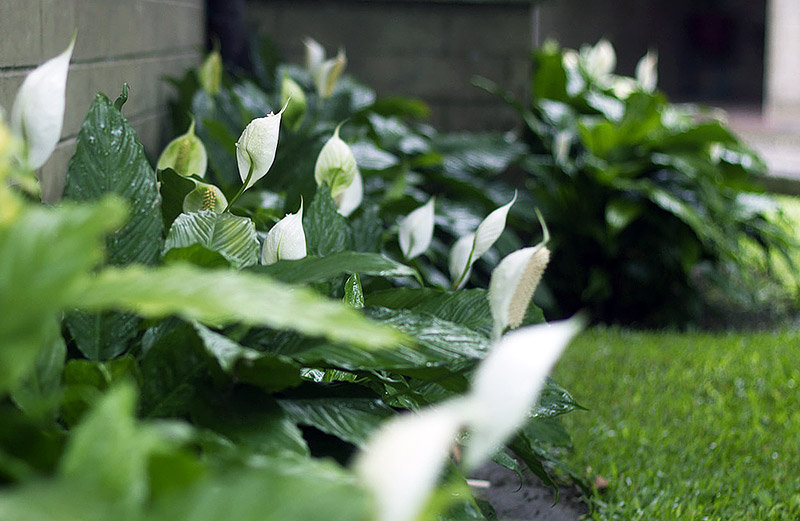 Easy Houseplants - How to Care for Peace Lily 