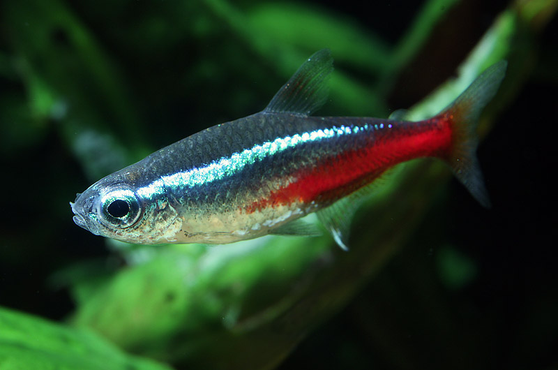 Tetra Fish Info: 5 Most Popular Tetra Fish Types