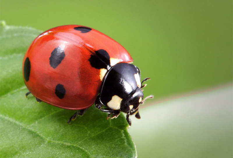 5 Beneficial Garden Insects and How to Attract Them