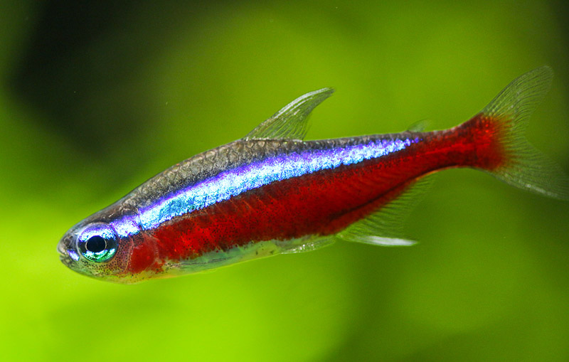 Tetra Fish Info: 5 Most Popular Tetra Fish Types