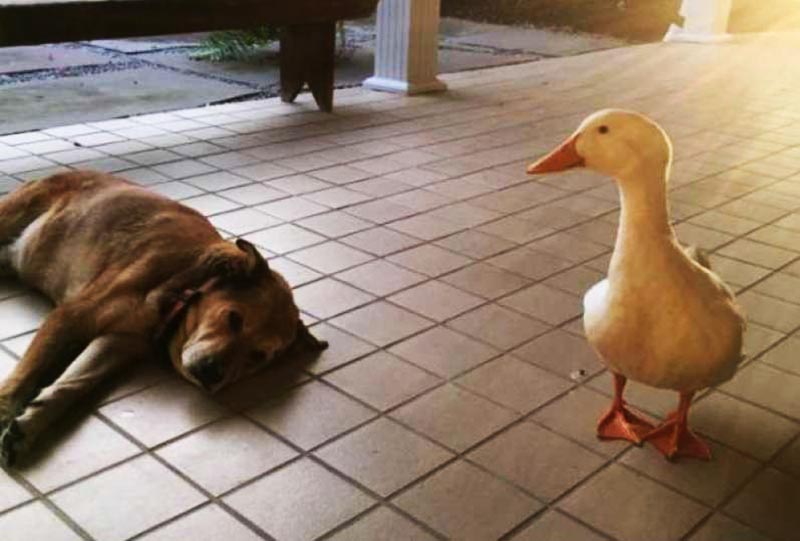 Duck cheers up dog who was depressed for two years after his best friend died