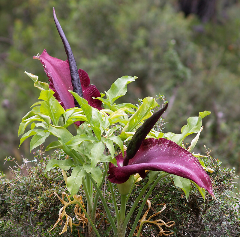 The Worst Smelling Flowers in The World