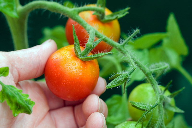 How to Start Your Tomato Container Garden